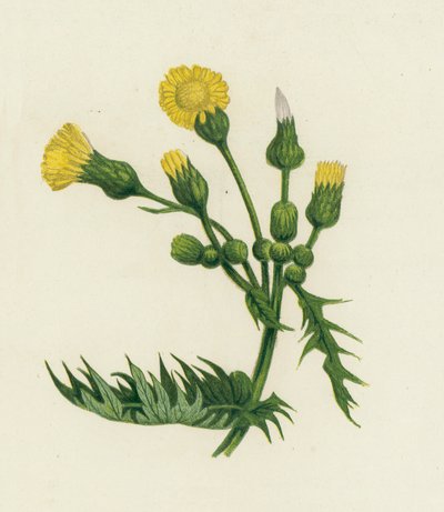 Laiteron maraîcher, Sonchus Oleraceus - English School